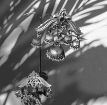 Load image into Gallery viewer, Mehrab Earrings
